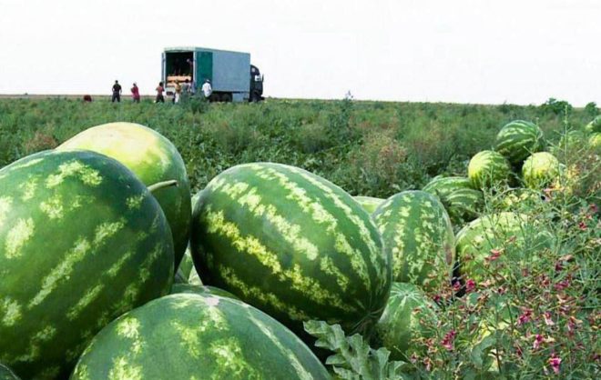 Урожай арбузов начали собирать в Ставропольском крае