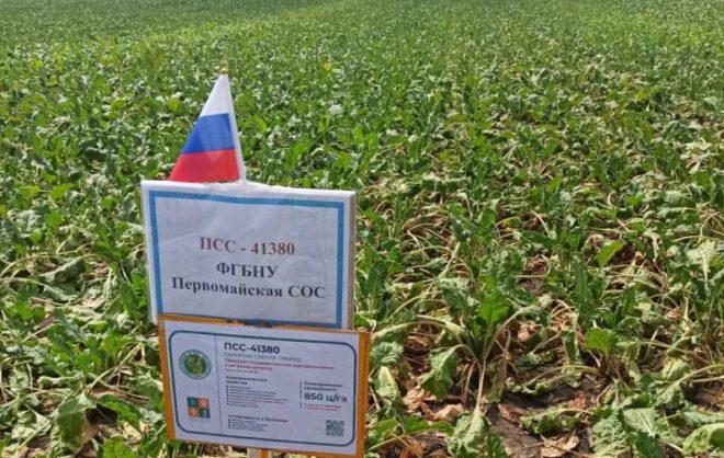 Аграрии Ставрополя начали уборку свеклы на увеличенной в этом году площади посева