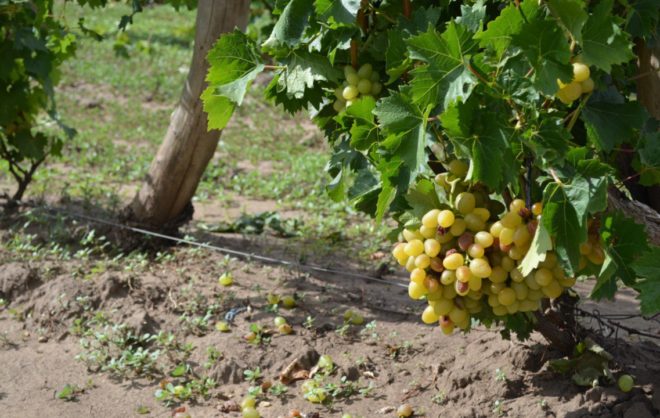 Производство вина на Ставрополье выросло вдвое