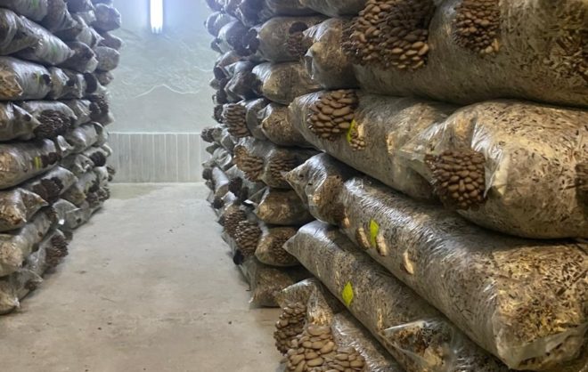 С начала года в Предгорном округе вырастили 15 тонн вёшенок