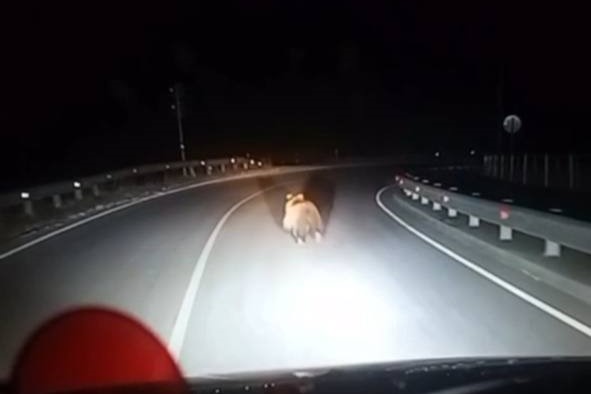 Медвежонка заметили на дороге в Кисловодске