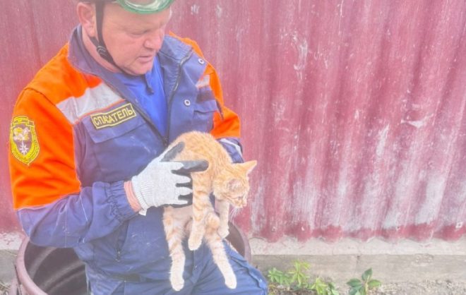 Упавшего в колодец котёнка вытащили спасатели в Красногвардейском округе
