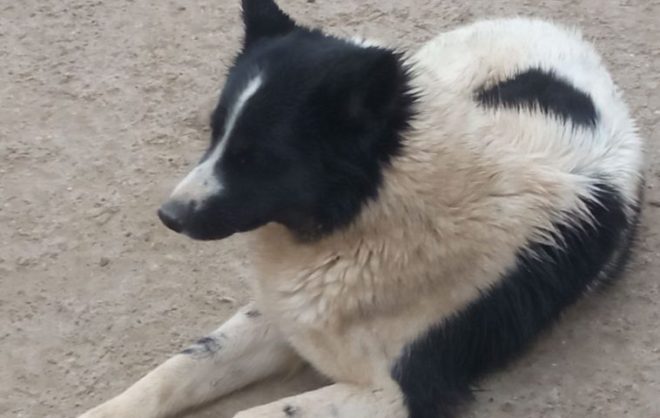 Пострадавшей от укуса собаки девочке выплатят деньги в Минераловодском округе