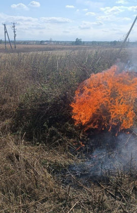 Полицейские на Ставрополье уничтожили 50 очагов произрастания наркорастений