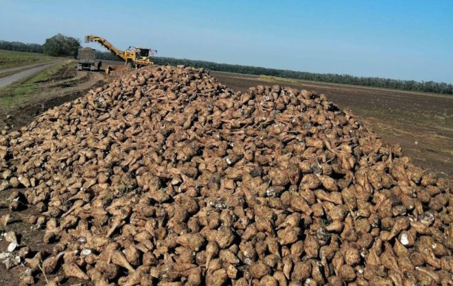 Уборку сахарной свеклы на Ставрополье завершили на 70%