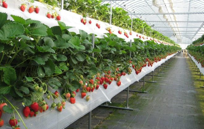 В Предгорном округе собрали более 60 тонн клубники нового урожая