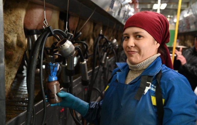 В Предгорном округе Ставрополья зафиксировали рекордные надои молока