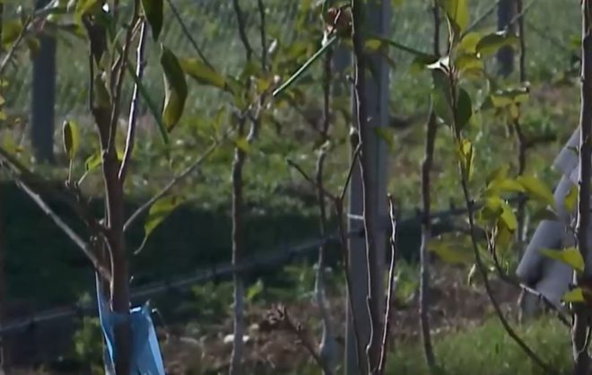 Суперинтенсивный яблоневый сад заложили в школе села Будённовского округа
