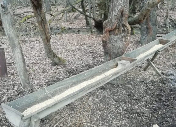 Для диких животных Ставрополья в зиму готовят кормовые площадки