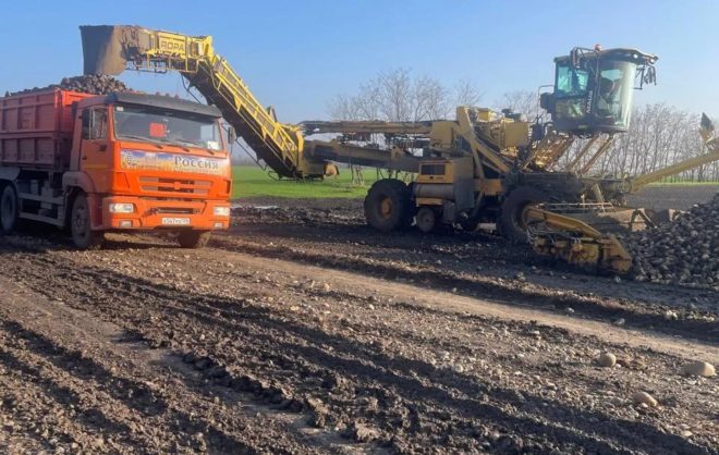 В Новоалександровском округе собрали 536 тысяч тонн сахарной свёклы