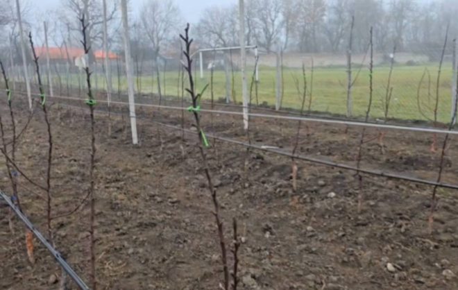 Школьный сад заложили в станице Кировского округа