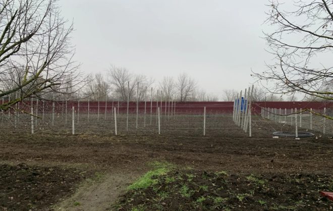 В селе Шишкино на Ставрополье заложили школьный сад