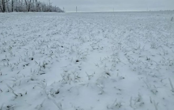 Более трети озимых в Кировском округе находятся в хорошем состоянии