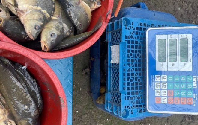 В краже тонны зеркальных карпов подозревают семейную пару и охранника на Ставрополье