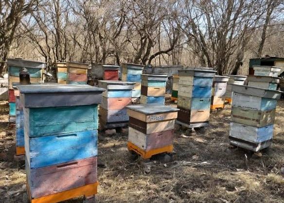 Пасечники Предгорного округа Ставрополья открыли сезон медосбора