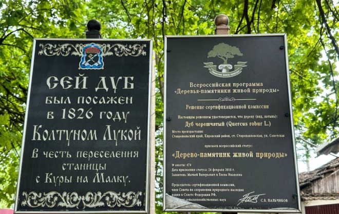 В станице Кировского округа обновляют территорию вокруг дуба-памятника