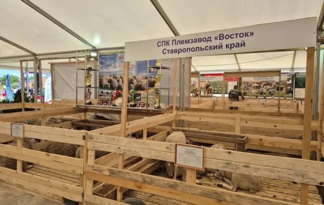Восемь хозяйств Ставрополья участвуют в выставке племенных овец и коз в Калмыкии
