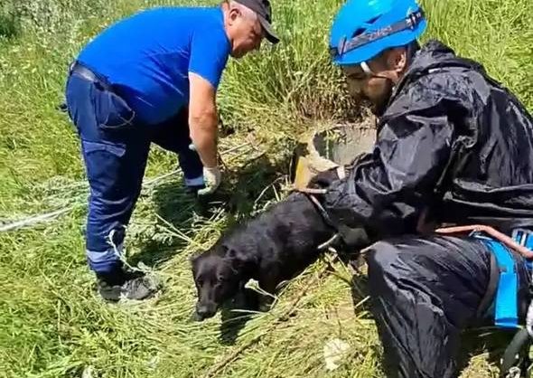 Упавшую в канализационный колодец собаку спасли в Кисловодске