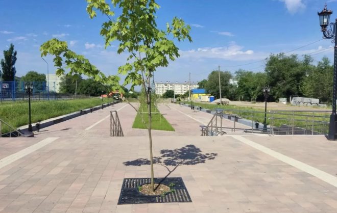 В сквере «Новый» Невинномысска высадили 20 молодых деревьев