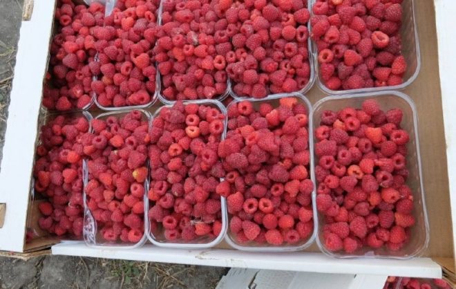 В Предгорном округе на 20% повысили сбор малины