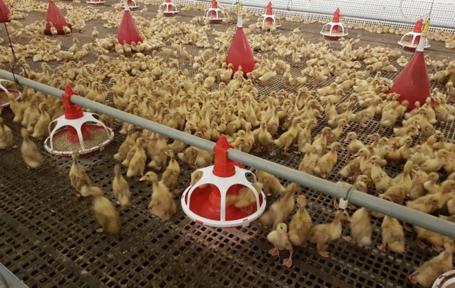 В Предгорном округе нарастили производство утиного мяса