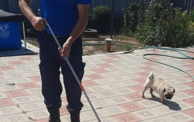 Блокировавшую вход в дом змею поймали на Ставрополье