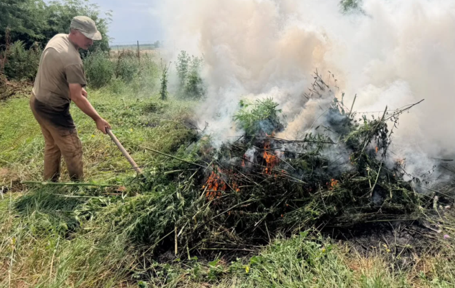 Более 200 кг запрещённых растений уничтожили в Георгиевском округе