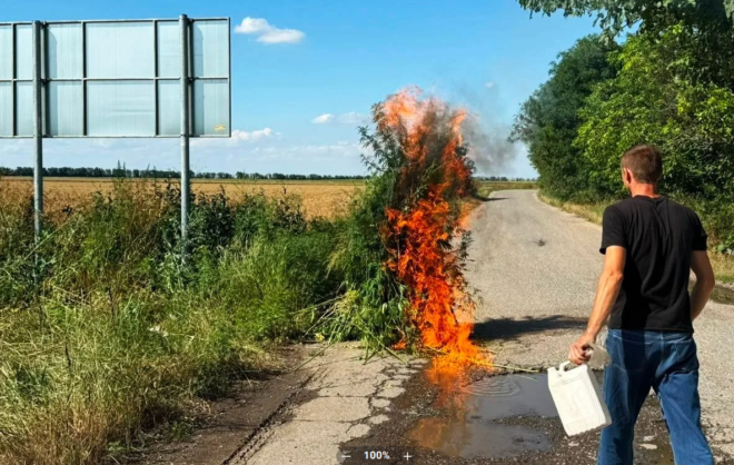 Обширные заросли запрещённых растений нашли в Кировском округе
